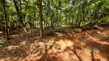 100 Cent Agricultural Land for Sale at Palakkad. Budget - 110000 Cent